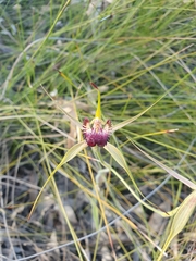 Caladenia paludosa