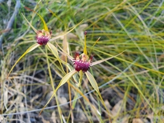 Caladenia paludosa