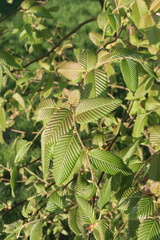 Nothofagus alpina