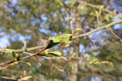 Nothofagus alpina