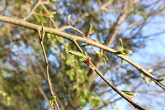 Nothofagus alpina