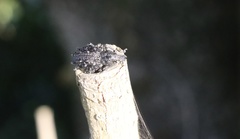 Megalometis spinifer