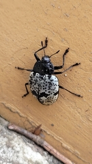 Cypherotylus adrianae