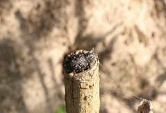 Megalometis spinifer