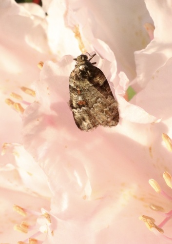 Lacaria orfilai