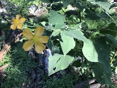 Allowissadula holosericea