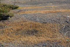 Sporobolus neglectus