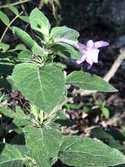 Ruellia drummondiana