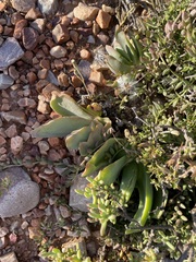 Glottiphyllum