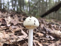 Amanita elliptosperma