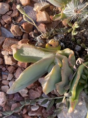 Glottiphyllum