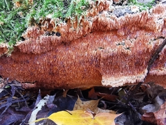 Steccherinum robustius