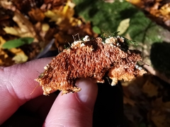 Steccherinum robustius