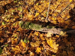 Steccherinum robustius