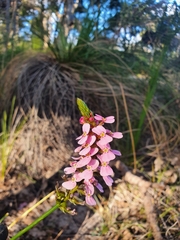 Stylidium junceum