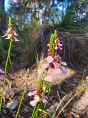 Stylidium junceum