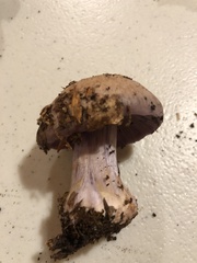Cortinarius camphoratus