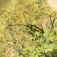 Deltaspis rubriventris