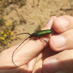 Deltaspis rubriventris