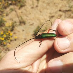 Deltaspis rubriventris