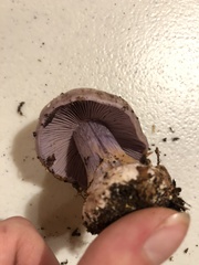 Cortinarius camphoratus