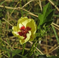 Cienfuegosia drummondii