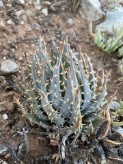 Aloe longistyla