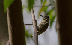 Picumnus exilis pernambucensis