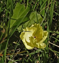 Cienfuegosia drummondii