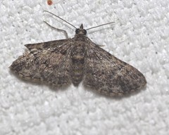 Mnesiloba eupitheciata