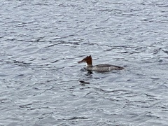 Mergus merganser