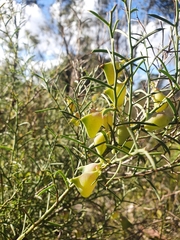 Daviesia divaricata