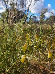 Daviesia divaricata