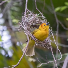 Ploceus castaneiceps