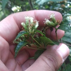 Calea ternifolia