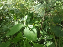 Trigonospermum annuum