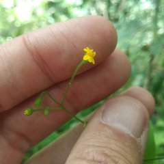 Trigonospermum annuum
