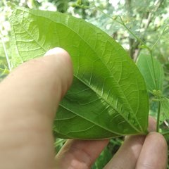 Trigonospermum annuum