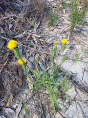 Podotheca gnaphalioides