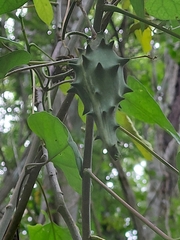 Dictyanthus hamatus