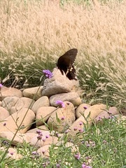Papilio polytes