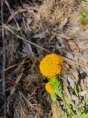 Podotheca gnaphalioides