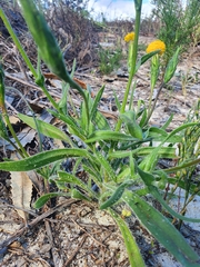 Podotheca gnaphalioides