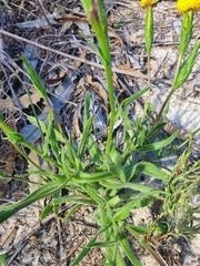 Podotheca gnaphalioides