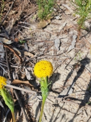 Podotheca gnaphalioides