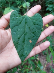 Dictyanthus hamatus