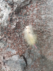 Calliteara pseudabietis