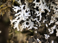 Physconia subpallida