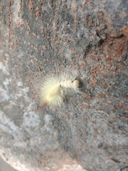 Calliteara pseudabietis