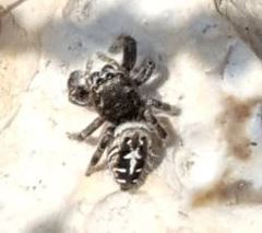 Phidippus texanus